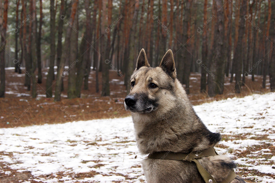 Cachorro husky passeando em floresta com neve