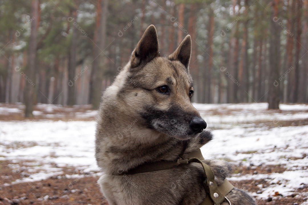 Cachorro husky brincando em floresta nevada