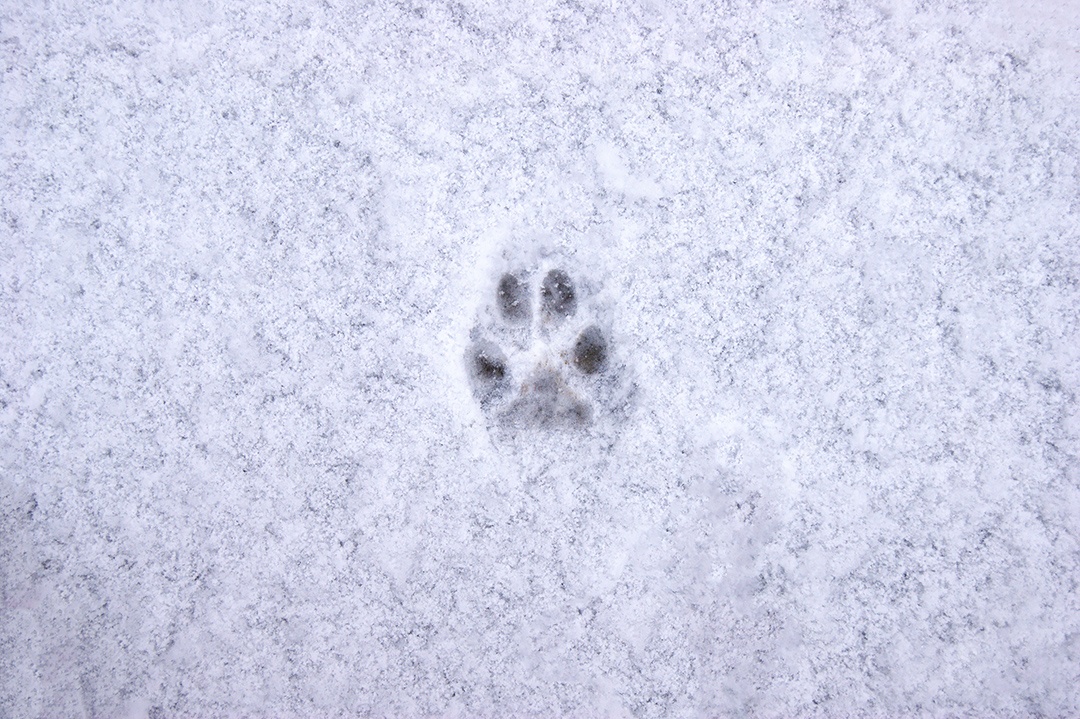Pegadas de animais na neve