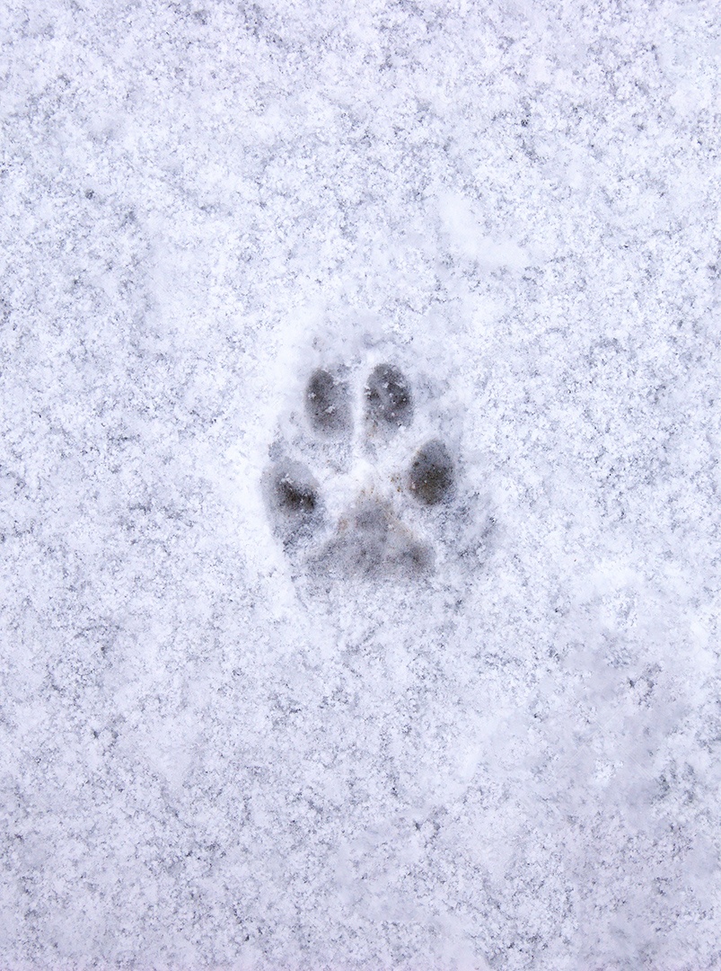 Pegadas de animais na neve