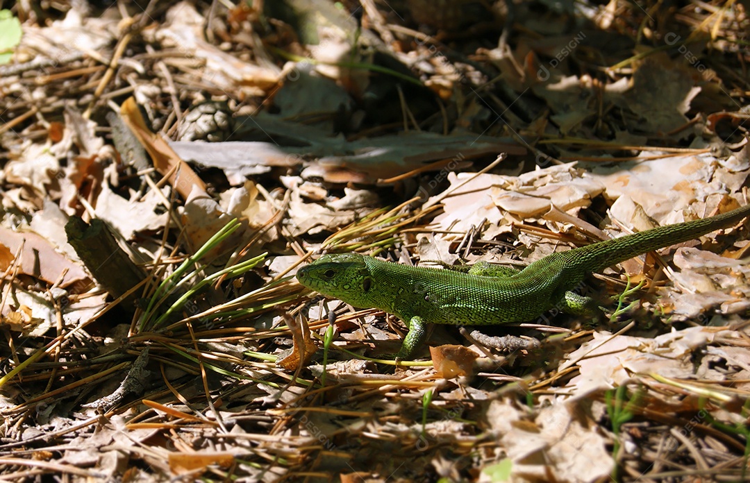 Lagarto verde europeu