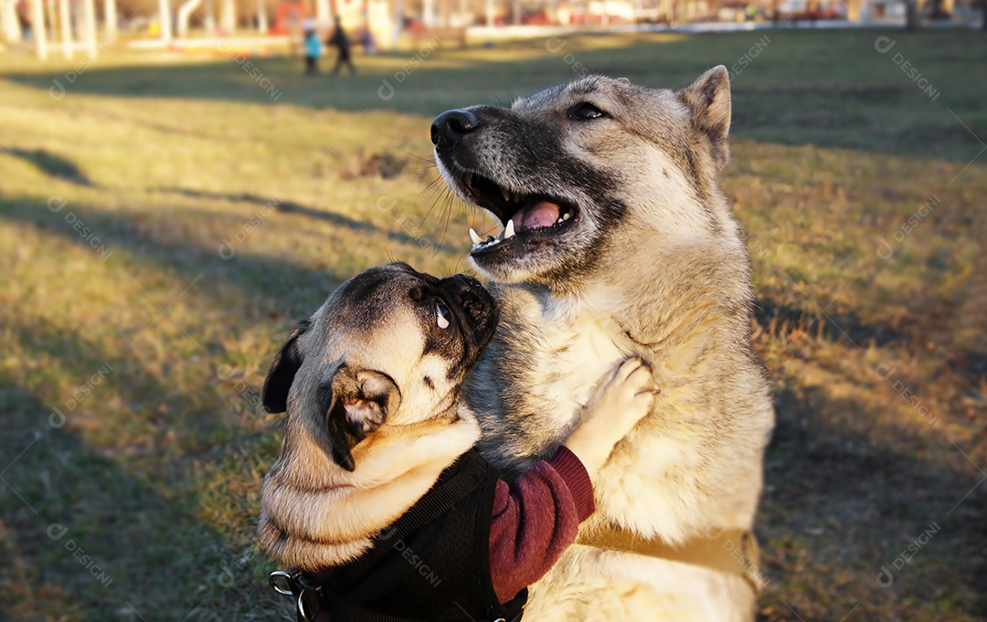 Os simpáticos cães Pug e Husky Siberiano brincando