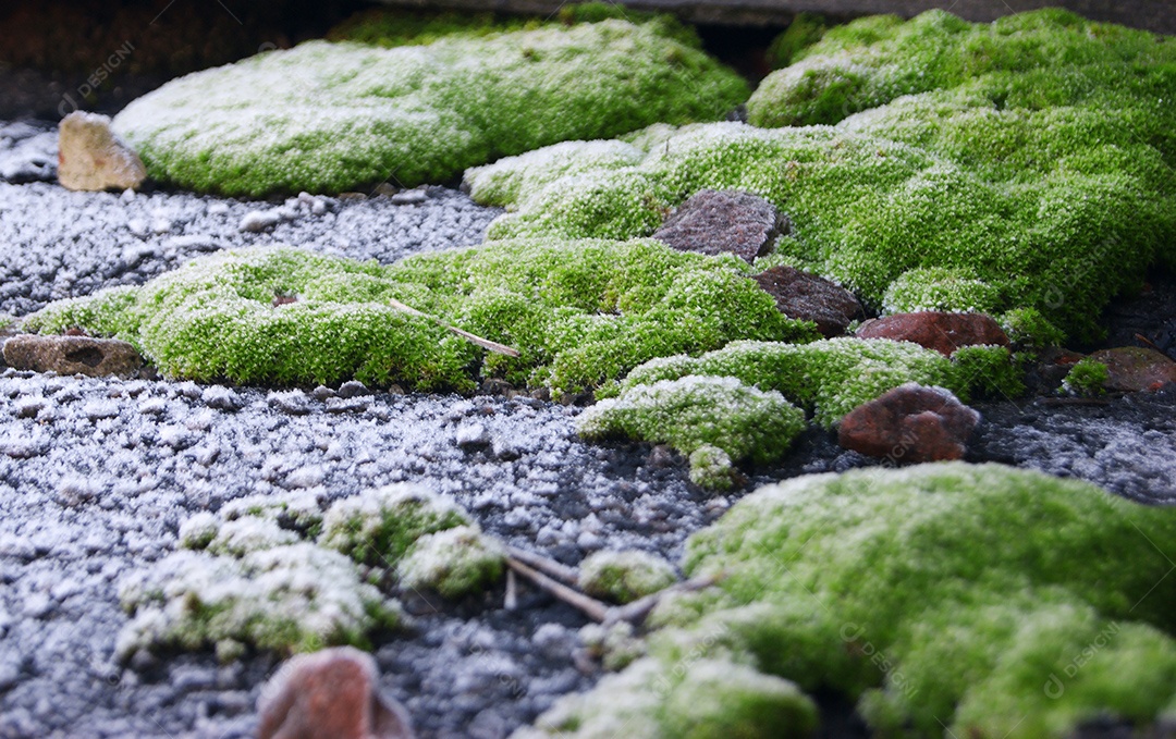 Musgo verde brilhante em um telhado de ardósia