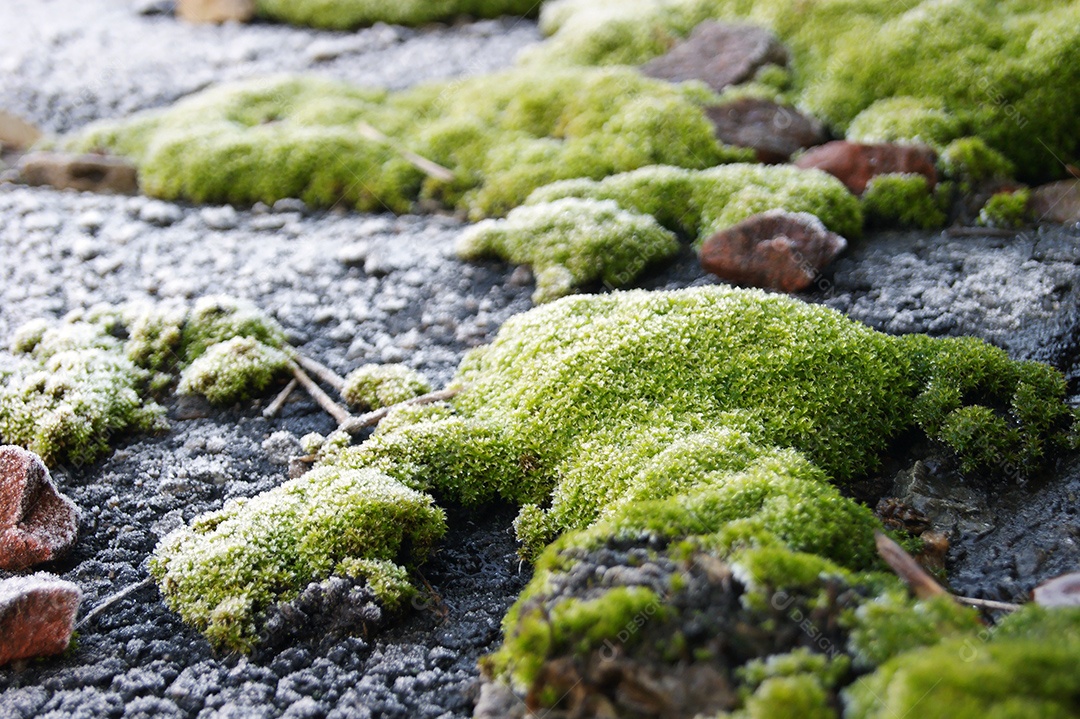 Musgos verdes em cima de telhado