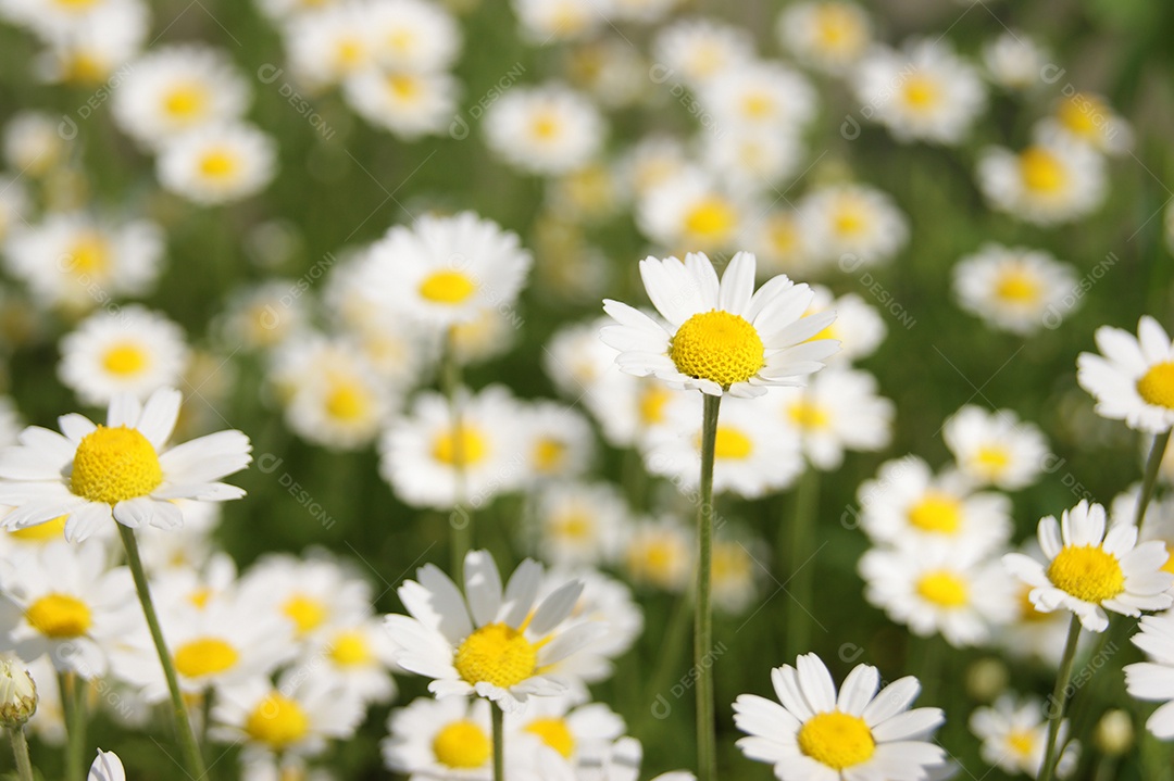 Margaridas lindas em campos verdes