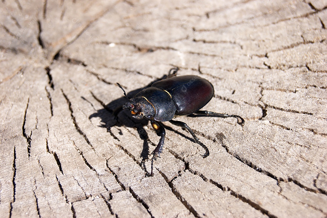 O besouro-veado fêmea em uma espuma de árvore