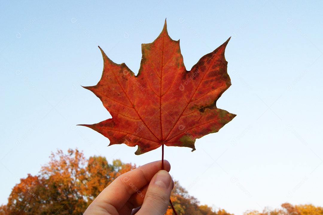 Segurando uma folha de plátano à luz do sol e ao céu azul