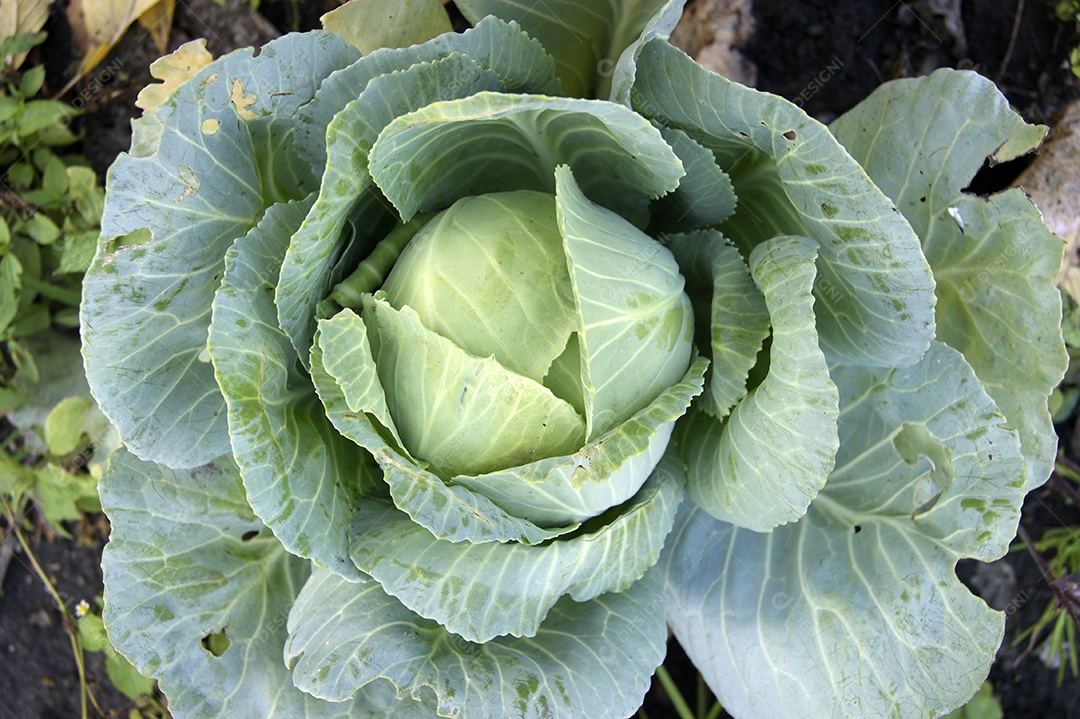 As grandes folhas de repolho no campo