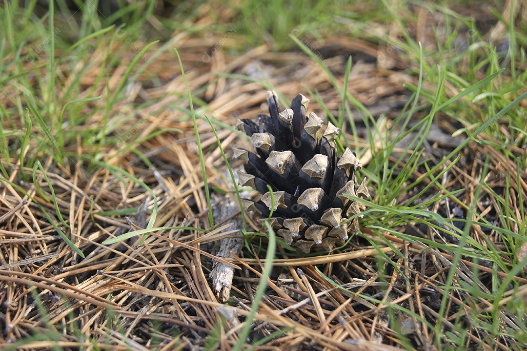 Pinhas de abeto ao fundo verde