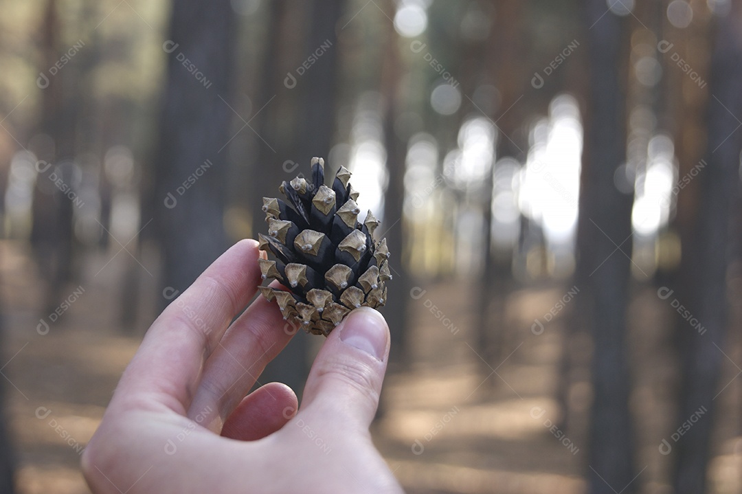 Pinhas de abeto ao fundo várias árvores