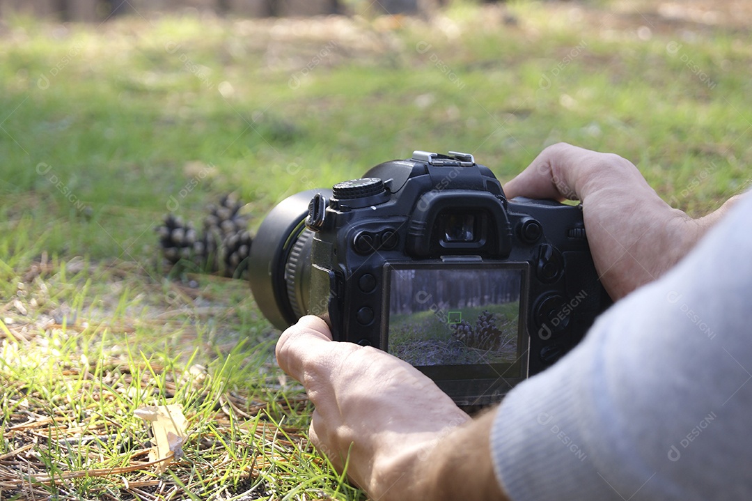 Homens fotografam pinhas na floresta