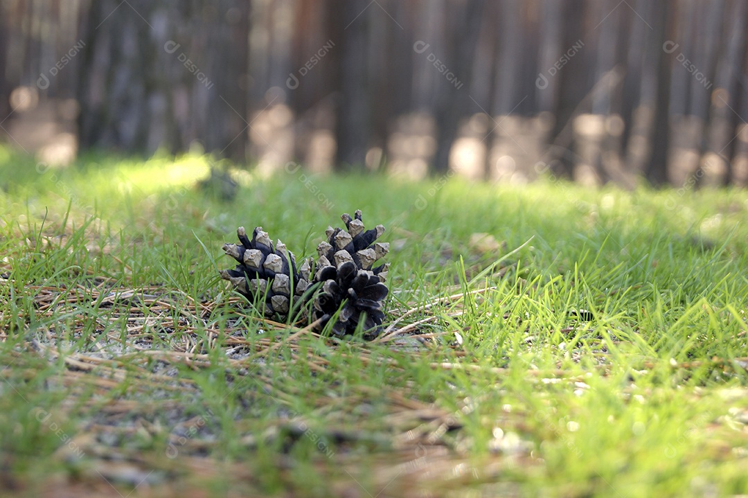 Os cones de abeto no chão da floresta