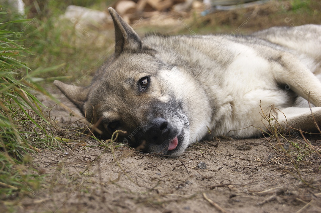 Husky siberiano deitado ao ar livre na natureza