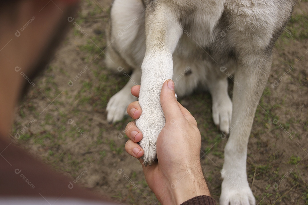 A Laika cinza da Sibéria Ocidental dando uma pata para homem