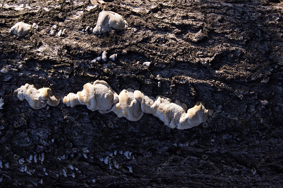 Cogumelos crescendo em um tronco de árvore