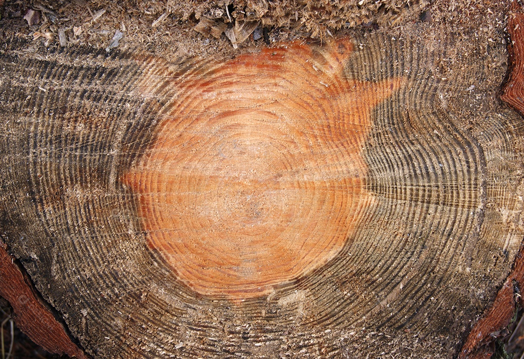 Fundo de madeira escuro mostrando corte superior de tronco de árvore
