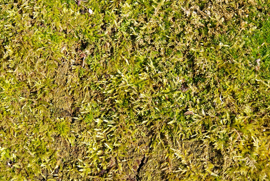 Textura de fundo verde musgo linda por natureza