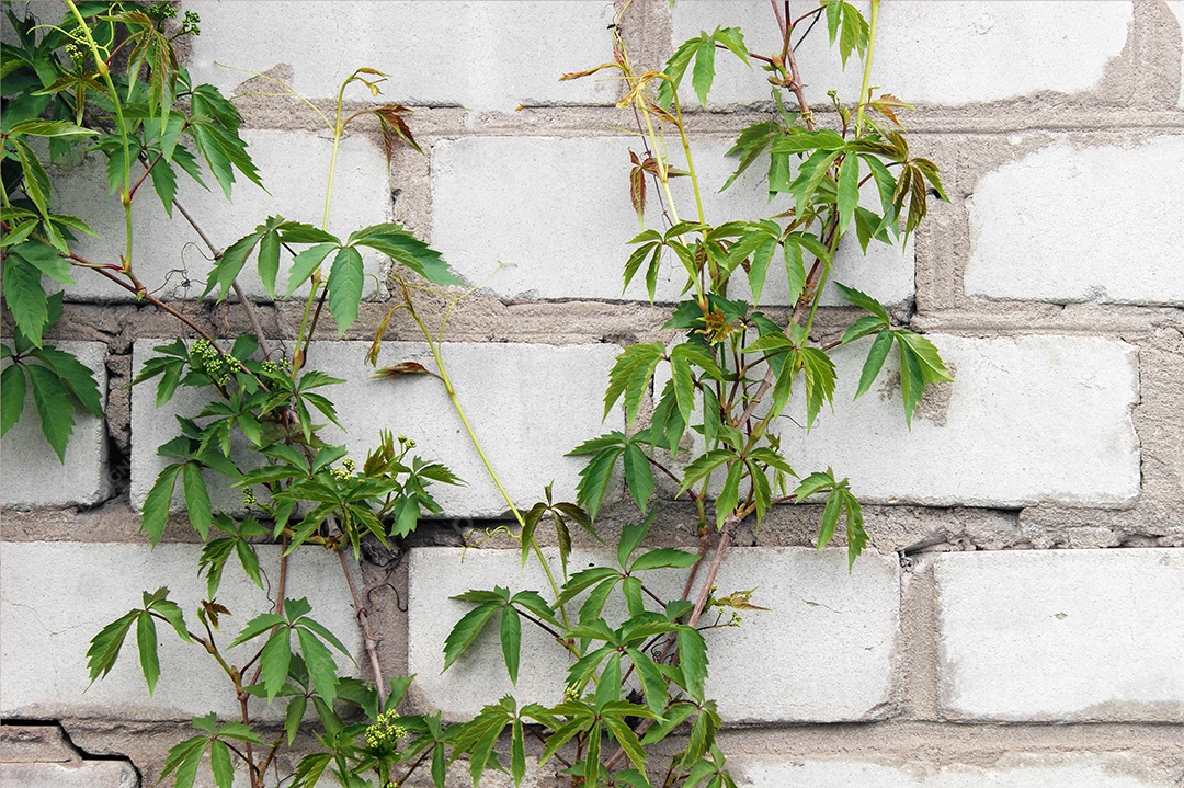 Arvoredos de uvas selvagens em uma parede de tijolos brancos