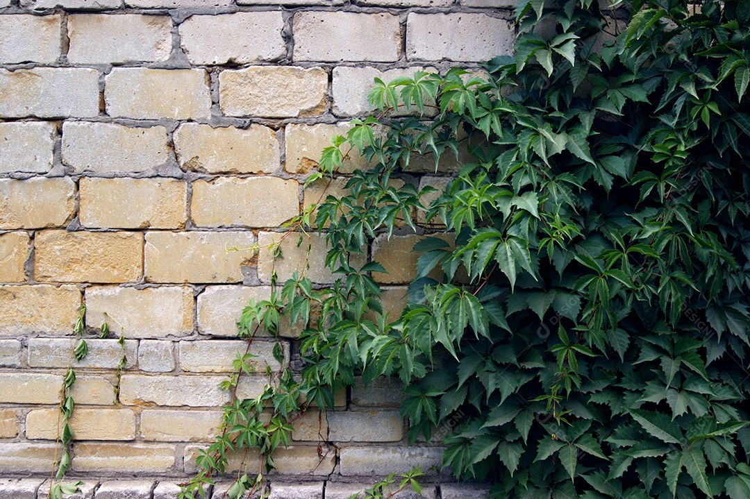 Arvoredos de uvas selvagens em uma parede de tijolos brancos