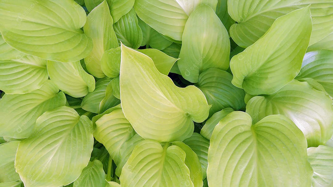 Hosta verde planta