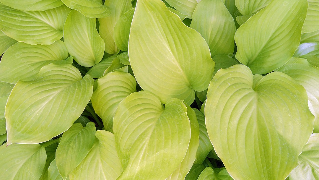 Arbusto verde Hosta