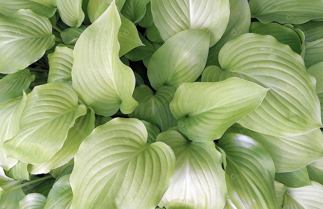 Arbusto verde Hosta