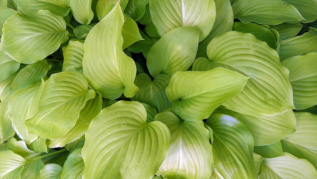 Arbusto verde Hosta