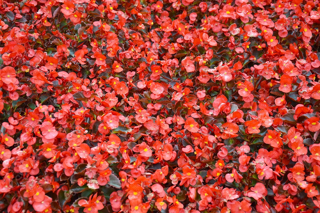 Arbusto de begônia com pétalas vermelhas e brancas