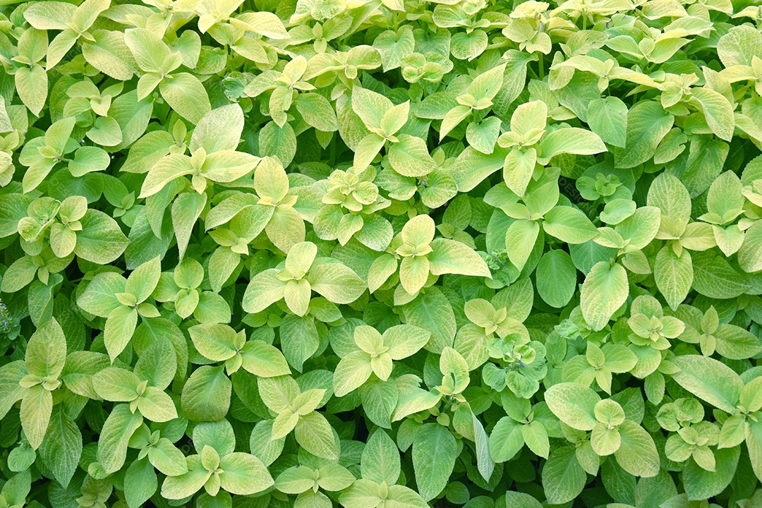 Arbusto de folhas de oregano
