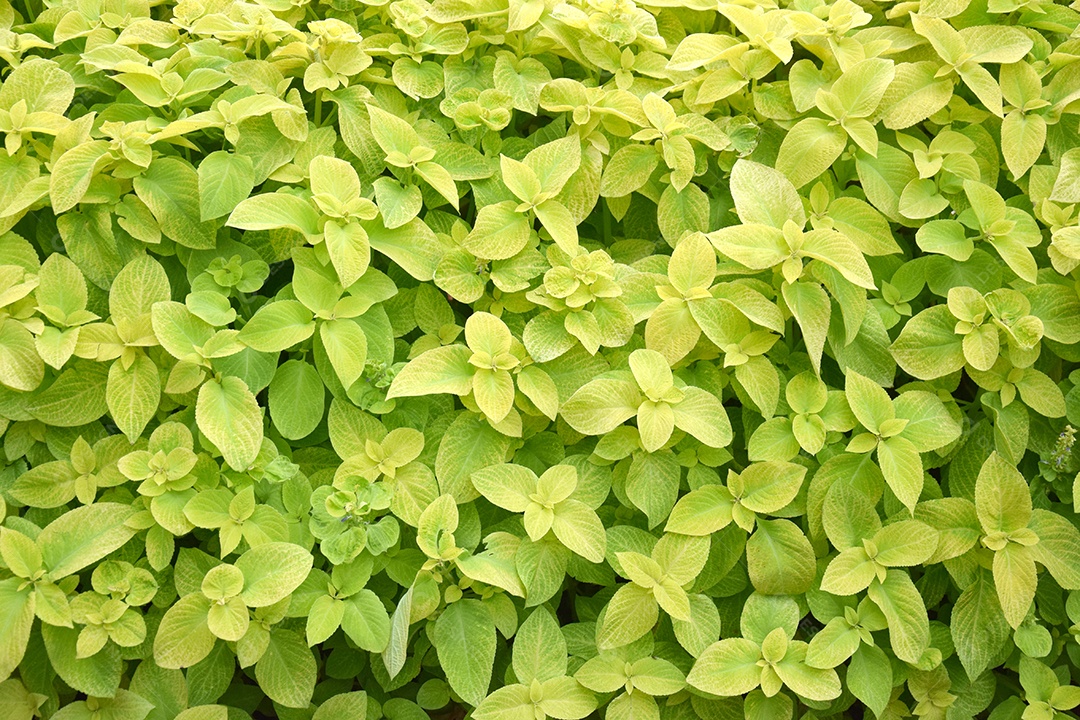 Arbusto de folhas de oregano