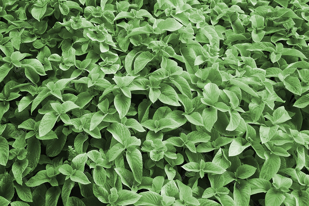 Muitas folhas de Oregano