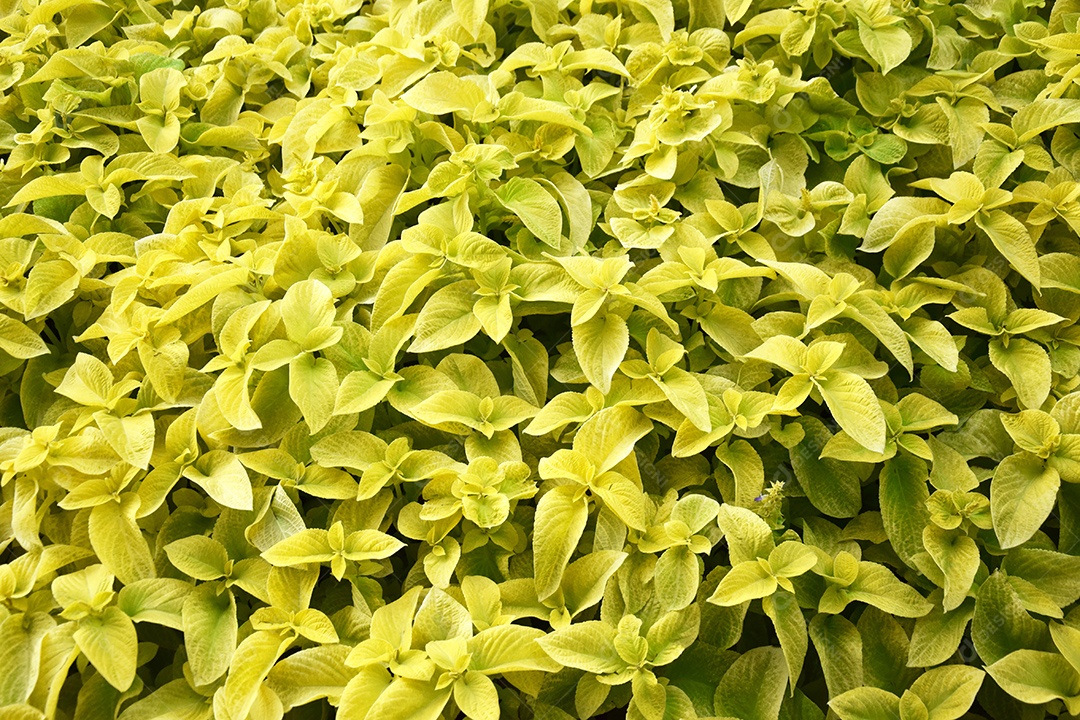 Muitas folhas de Origanum vulgare