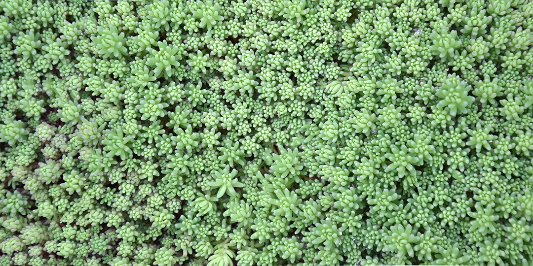 Sedum planta