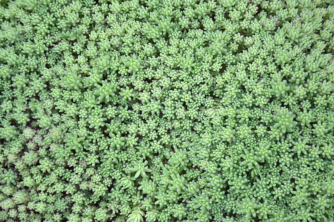 Planta sedum