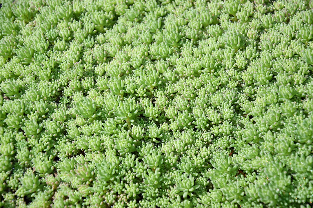 Paisagem de primavera sedum