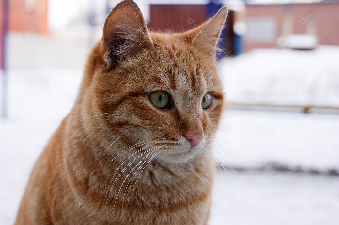 Gato rajado de olhos verde lindo