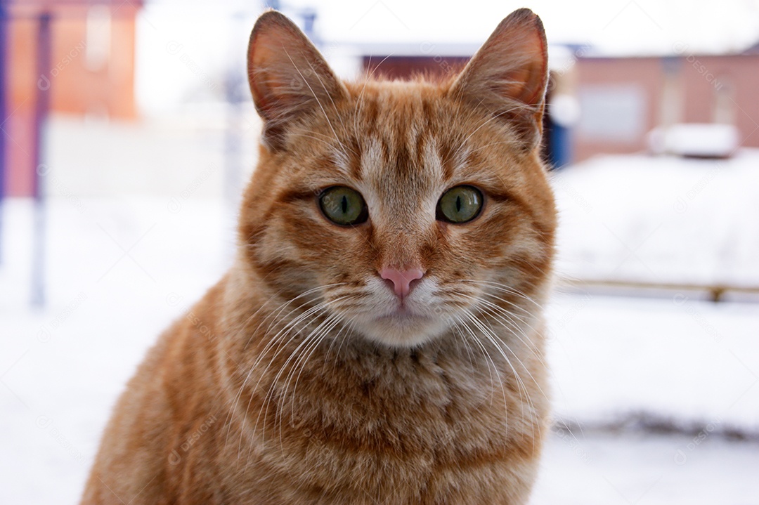 Gato laranja de olhos verdes