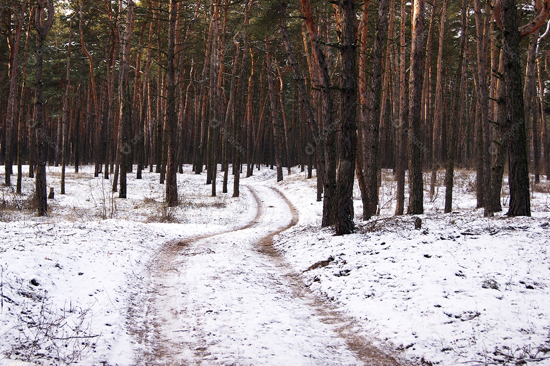 Floresta de pinheiro no inverno