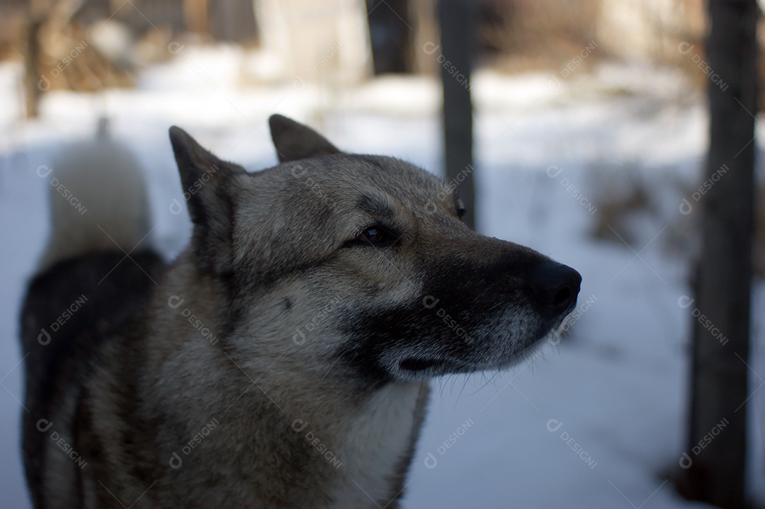 Cachorro husky olhando para o lado