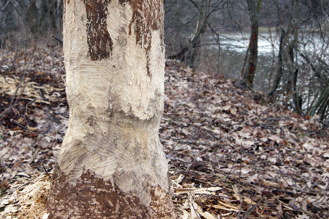 Grande árvore roída por castores na floresta