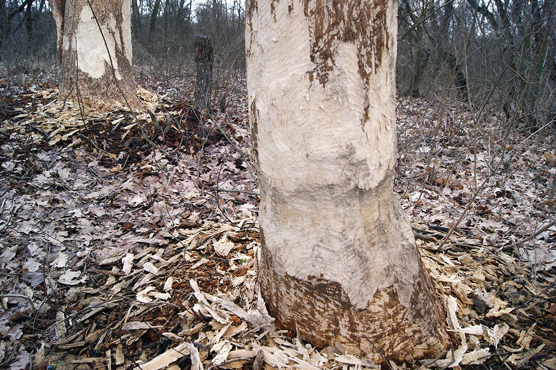 Casca de árvore roída por castores na floresta