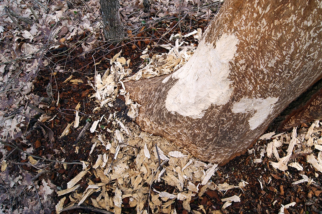 Casca de árvore roída por castores na floresta