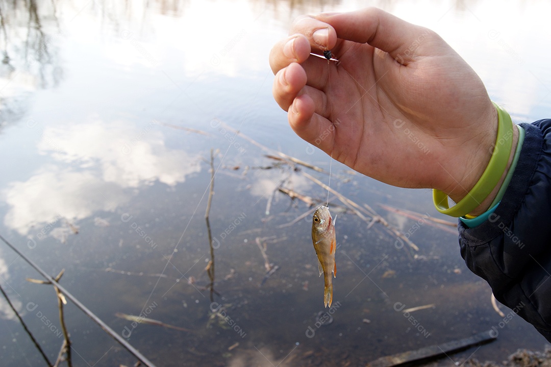 Mãos de um jovem segurando pequeno peixe poleiro em um anzol de fundo um lago