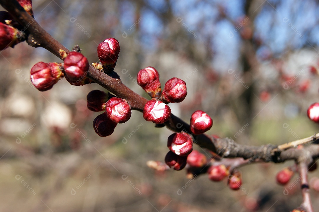 Botão de flor em um galho de árvore