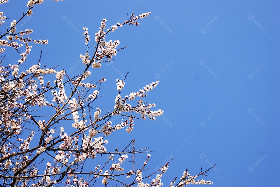 Galhos com flores e botões na árvore de damasco ao fundo de céu azul