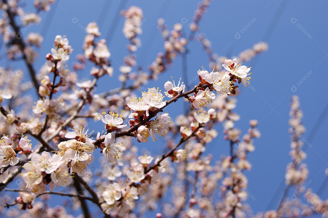 Flores brancas e botões de uma árvore de damasco em flor de primavera