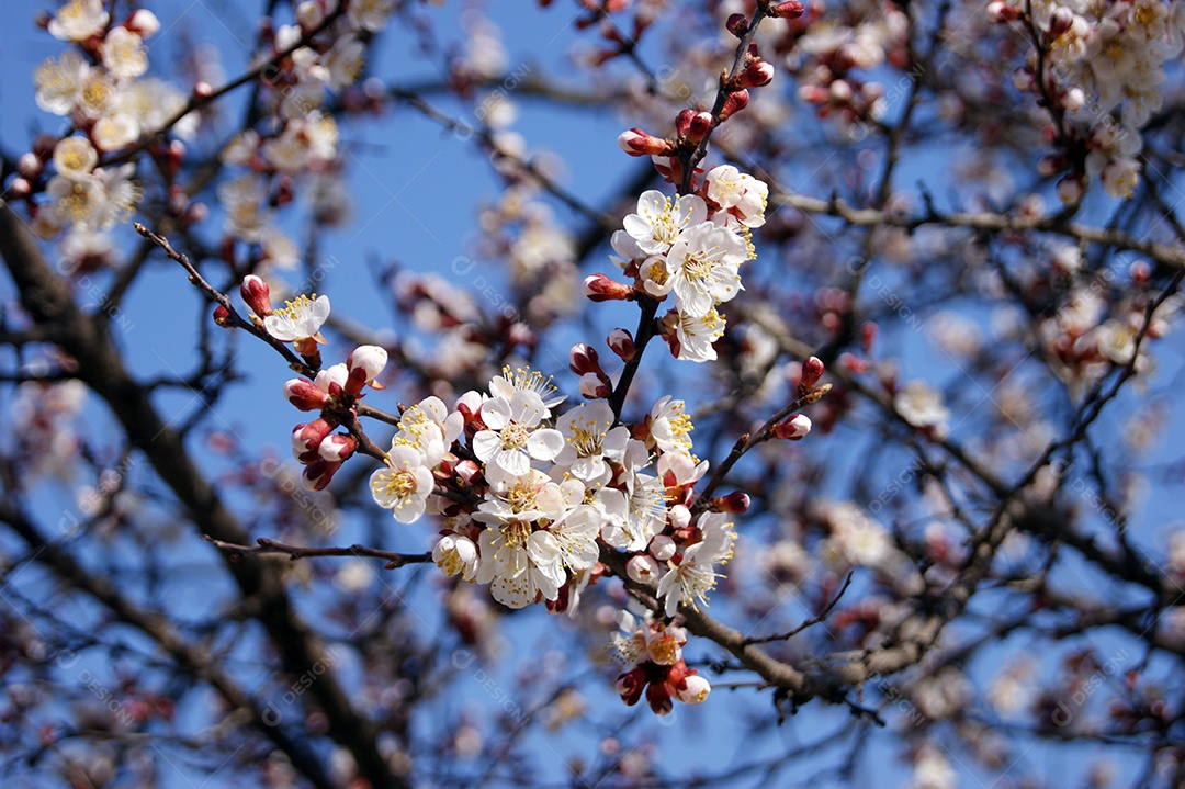 Galhos com flores e botões na árvore de damasco