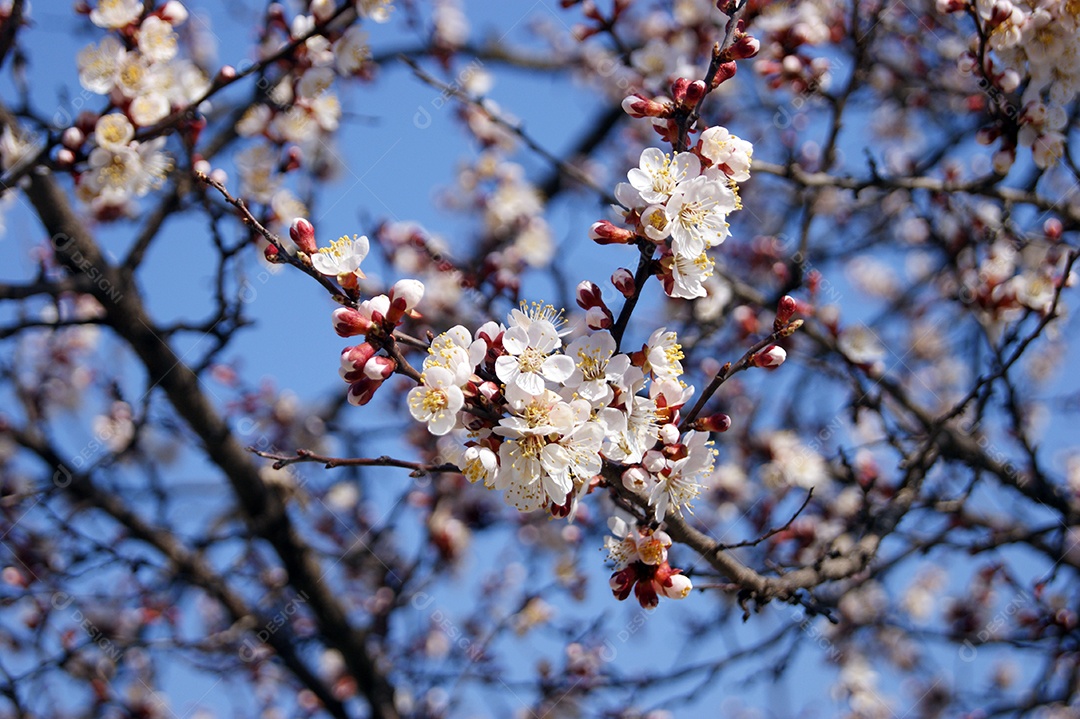 Flores brancas e botões de uma árvore de damasco em flor de primavera