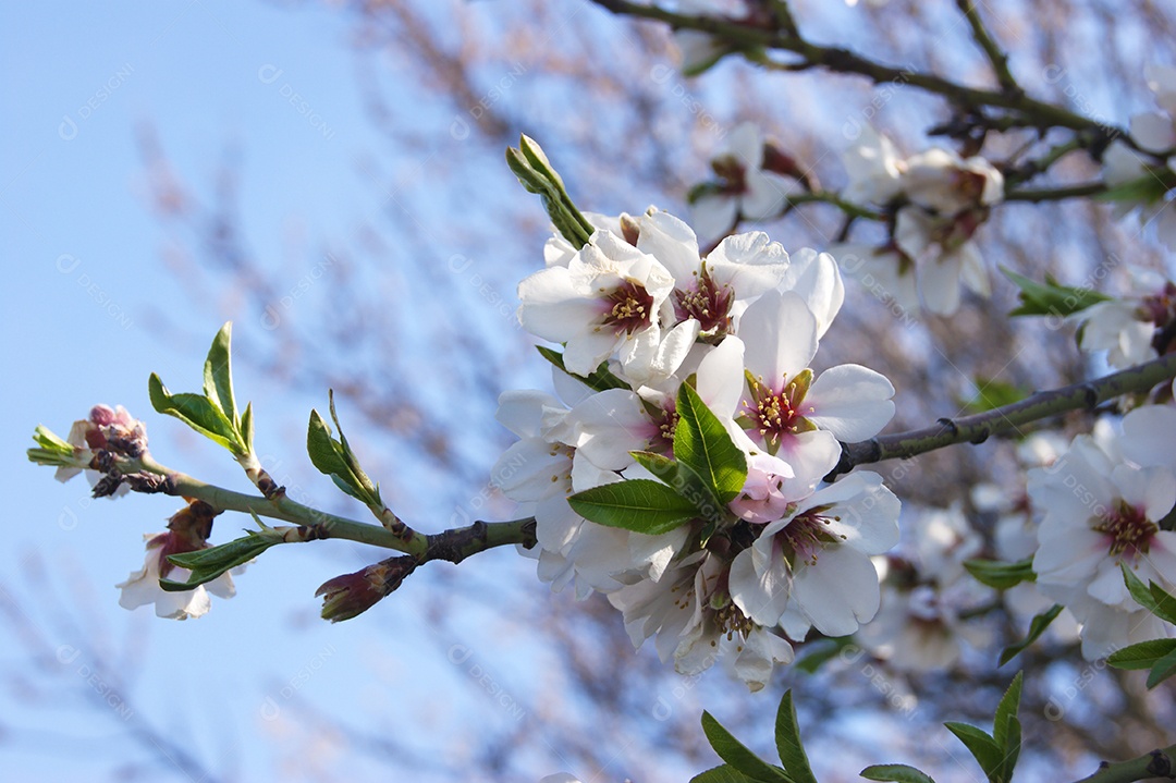 Flores brancas e botões de uma cerejeira
