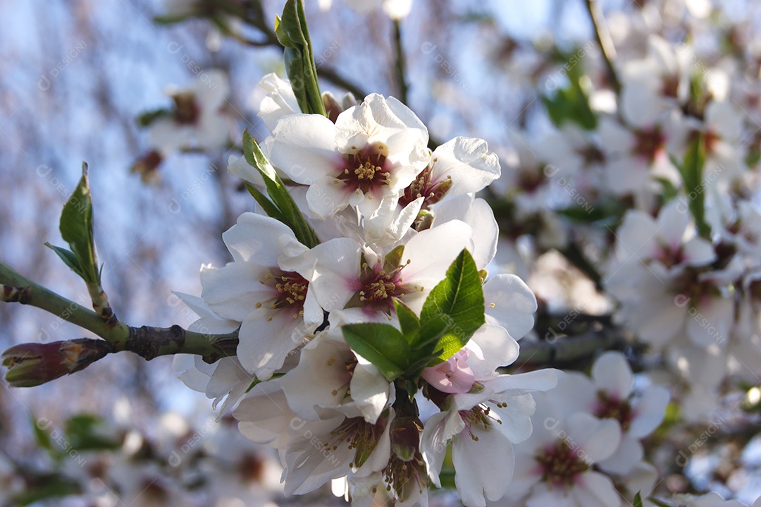 Flores brancas e botões de uma cerejeira em flor de primavera